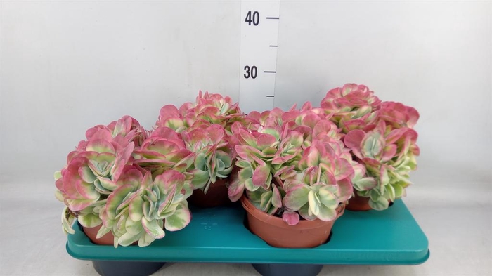 <h4>Kalanchoe NF thyrsiflora</h4>