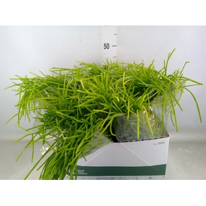 Rhipsalis   ...