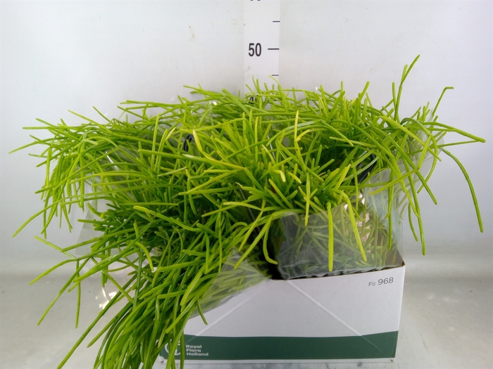 <h4>Rhipsalis   ...</h4>