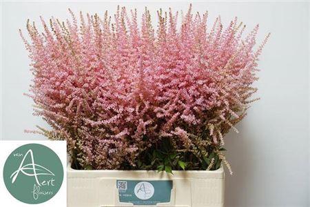 <h4>Astilbe Erika</h4>