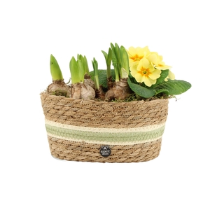 11696: Outdoor spring arrangement