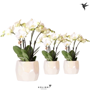 Kolibri Orchids Phalaenopsis Ghent in Pearl pot travertine