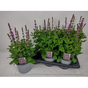 SALVIA S ROSE MARVEL