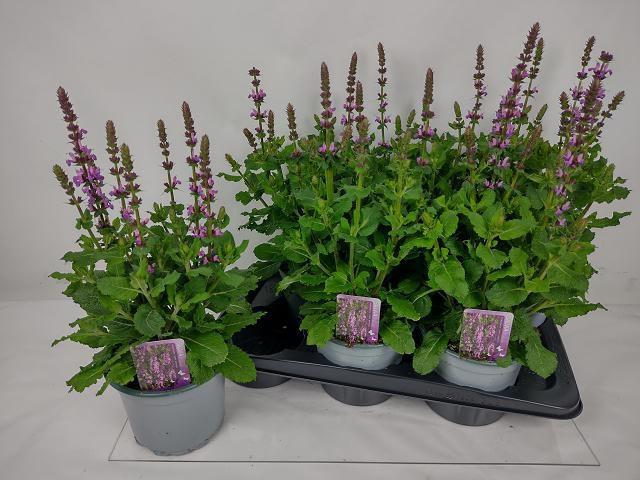 <h4>SALVIA S ROSE MARVEL</h4>