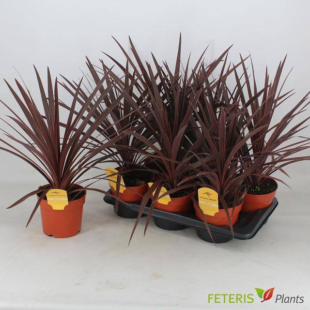 <h4>CORD AUS RED STAR</h4>