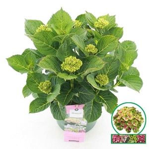 Hydrangea macrophylla overig