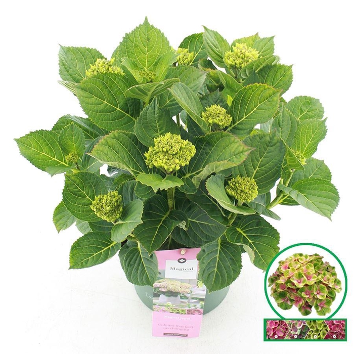 <h4>Hydrangea macrophylla overig</h4>