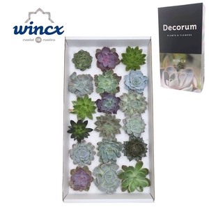 Echeveria Mix (wincx) Cutfl (18spc.)