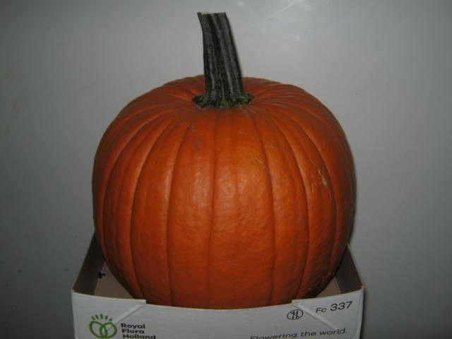 <h4>. Cuc Maxima Halloween Xxl</h4>
