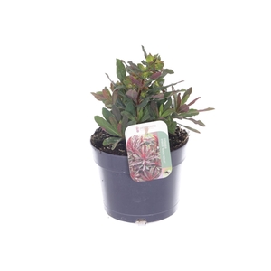 Euphorbia amyg. Purpurea