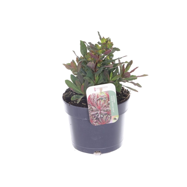 <h4>Euphorbia amyg. Purpurea</h4>