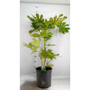 Fatsia japonica   ...