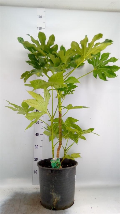 <h4>Fatsia japonica   ...</h4>