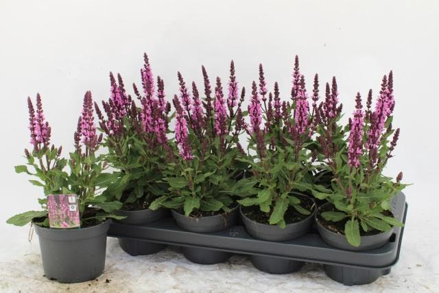 <h4>SALVIA NE MIDNIGH RS</h4>