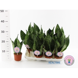 Sansevieria Zeylanica 9Ø 30cm