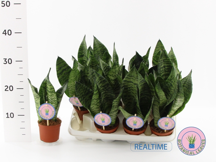 Sansevieria Zeylanica 9Ø 30cm