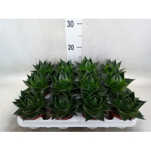 Aloe aristata 'Cosmo'