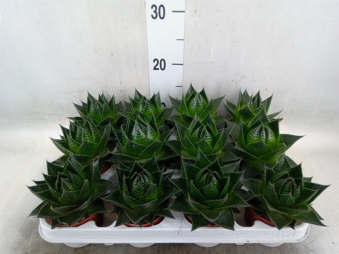 <h4>Aloe aristata 'Cosmo'</h4>
