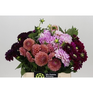 Dahlia   ...mix in fust