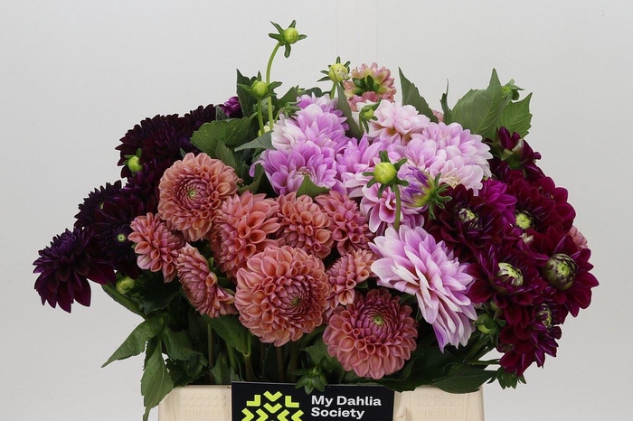 <h4>Dahlia   ...mix in fust</h4>