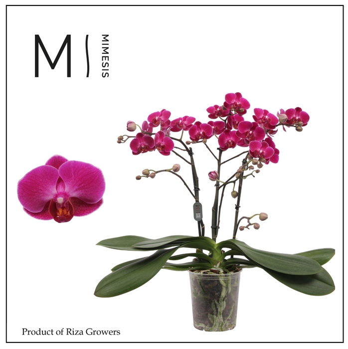 <h4>Phalaenopsis Morelia 3 spike - 12cm | Mimesis</h4>