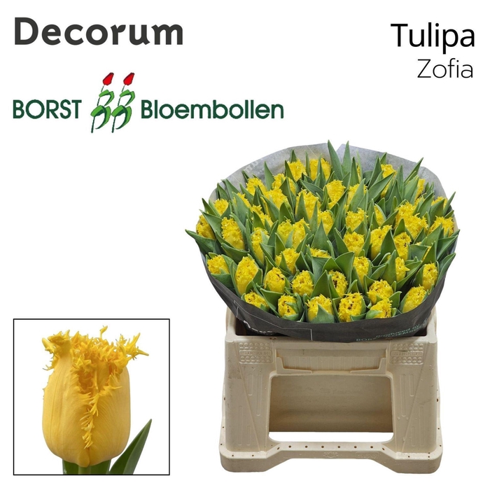 <h4>TULIPA FR 'ZOFIA'</h4>