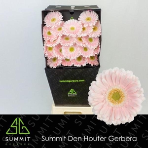 Ge Mi Crespo Diamond Summit