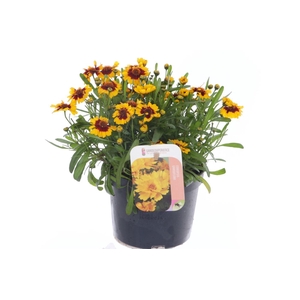 Coreopsis verticillata Corleone Red & Gold