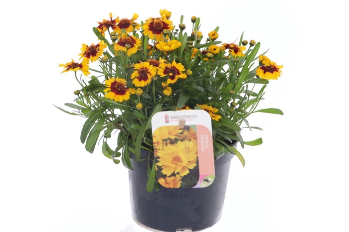 <h4>Coreopsis verticillata Corleone Red & Gold</h4>