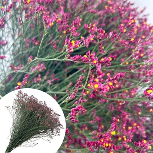 Limonium Scarlet Diamond