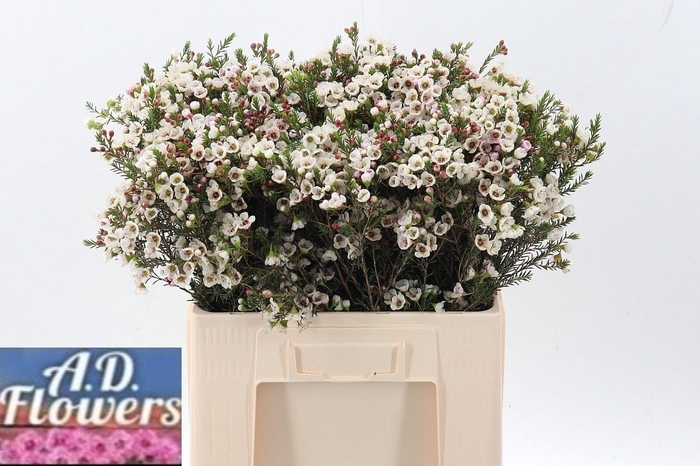 <h4>CHAME UN WHITE LION</h4>