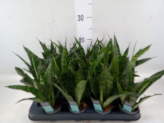 <h4>Sansevieria trifa. 'Black Coral'</h4>