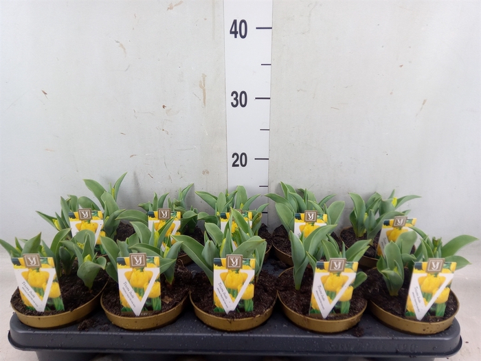 <h4>Tulipa DU 'Yellow Baby'</h4>