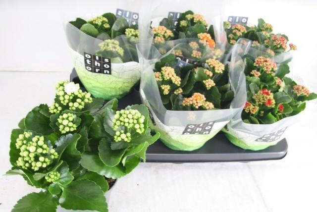 <h4>KAL GE GEM 4 KL</h4>