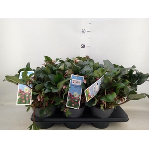 Helleborus  'Angel Glow'