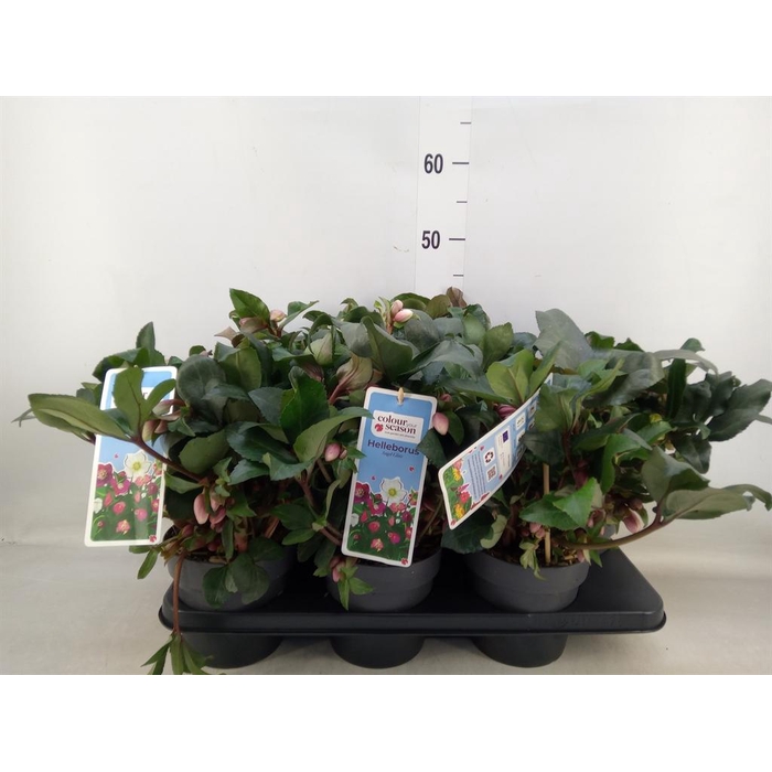 <h4>Helleborus 'Angel Glow'</h4>