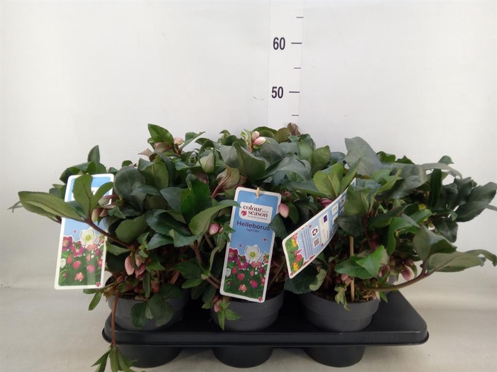 <h4>Helleborus 'Angel Glow'</h4>