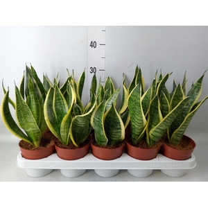 Sansevieria trifa. 'Futura Superba'