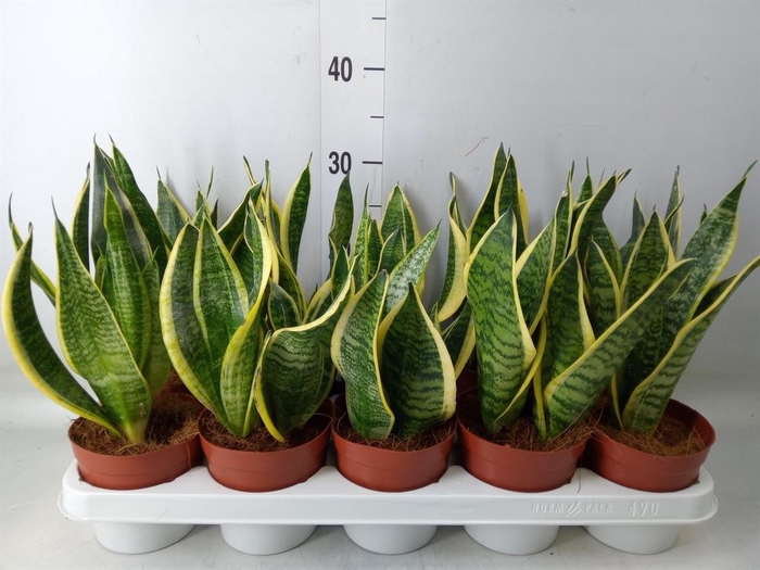 <h4>Sansevieria trifa. 'Futura Superba'</h4>
