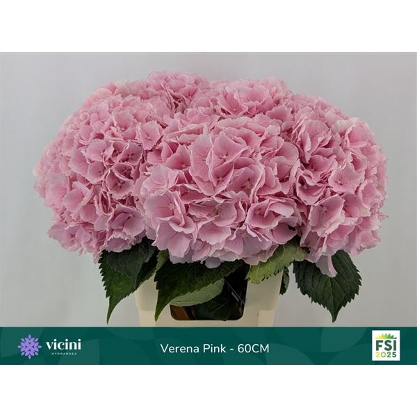 <h4>HYDRANGEA  'VERENA'</h4>