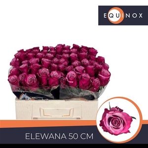 R Gr Elewana Equinox