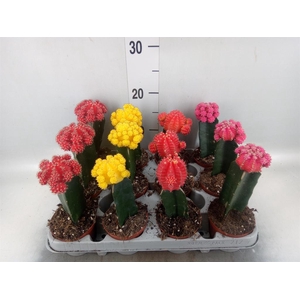Gymnocalycium mihanov. 'Brasil'