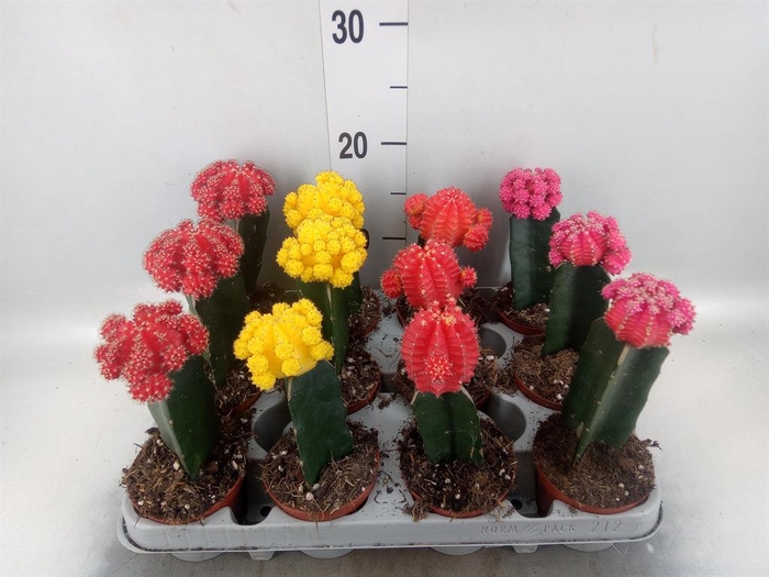 <h4>Gymnocalycium mihanov. 'Brasil'</h4>
