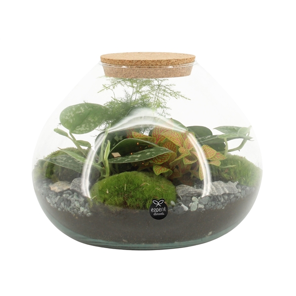 <h4>90515: Terrarium arrangement</h4>