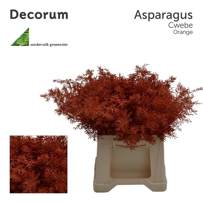 <h4>Asp cwebe Orange</h4>