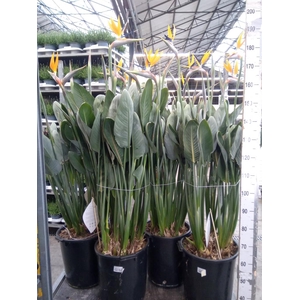 Strelitzia reg.
