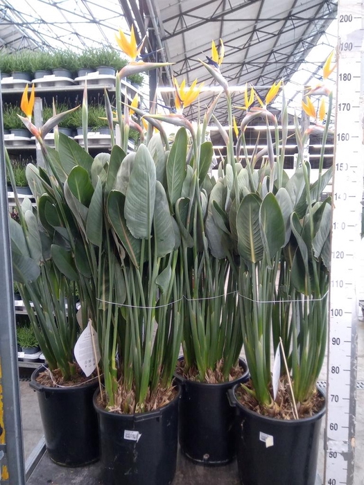 <h4>Strelitzia reg.</h4>