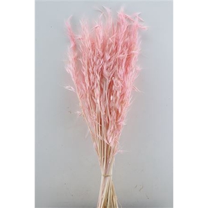 Dried Avena Salv L Pink Bunch