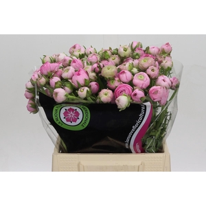 Ranunculus Elegance Pink