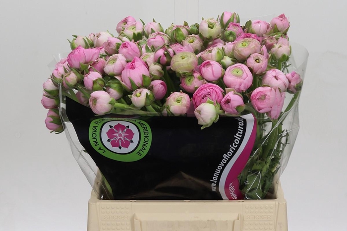 <h4>Ranunculus Elegance Pink</h4>